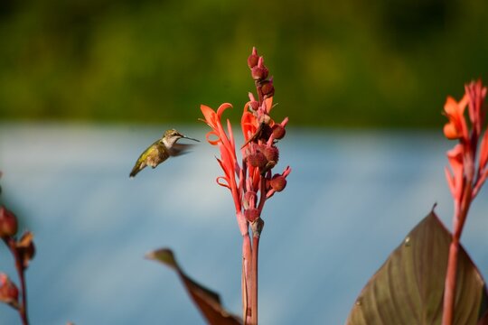 Closeup of a hummingbird flying over a red Indian shot flower