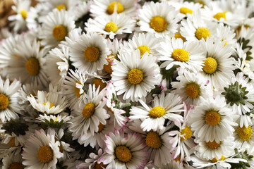 Closeup of fresh lawn daisy flowers - ingredient for herbal syrup