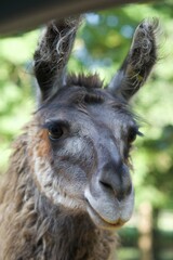 Obraz premium close up of a llama