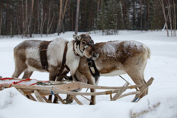 Couple of reindeers in the snow in the winter forest in winter