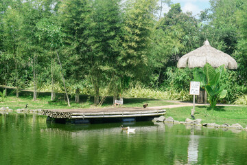 bamboo tree on the lake