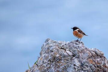 Male European Stonechat perched on a rock.