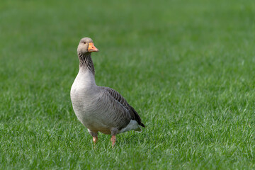 Greylag Goose (Anser anser) on green grass. Gelderland in the Netherlands.                     