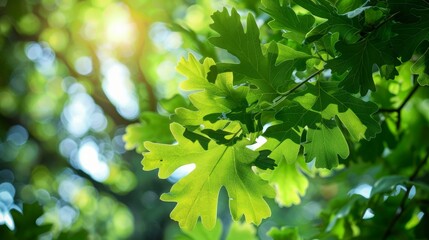 Fototapeta na wymiar A vibrant image capturing fresh green oak leaves