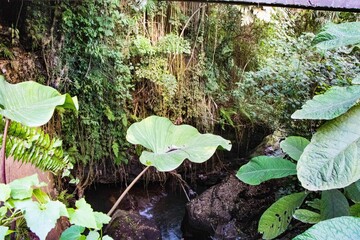 Beautiful shot of plant leaves on the background of a river on a sunny day