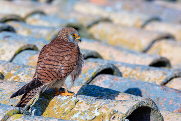 Female Lesser Kestrel perched on a roof.