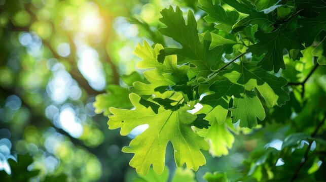 A vibrant image capturing fresh green oak leaves