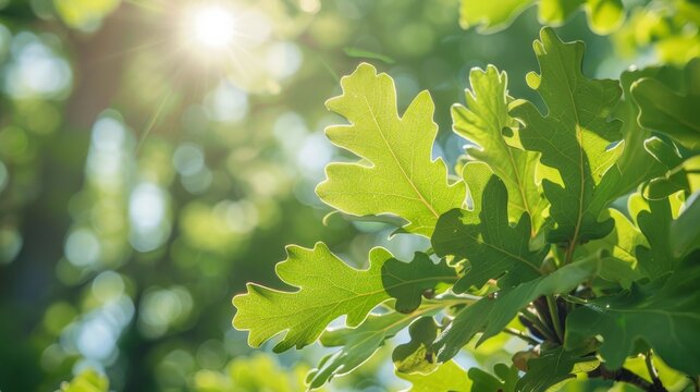 A vibrant image capturing fresh green oak leaves