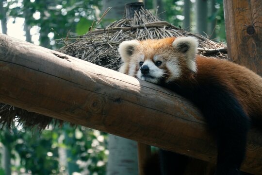Closeup portrait of a red panda lying on a tree log in a zoo