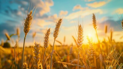 Obraz premium A serene sunset or sunrise scene over a summer field