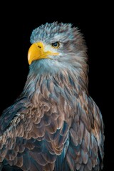 Vertical shot of a juvenile bald eagle isolated on a black background
