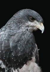 Vertical shot of a Chilean blue eagle isolated on a black background