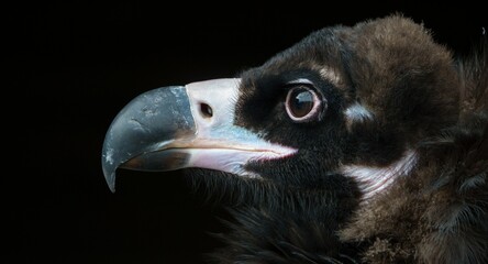 Closeup of a Cinereous vulture isolated on a black background