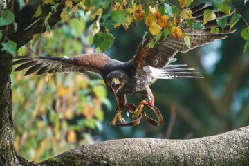 Closeup of a Harris's hawk on mid-flight above a tree branch