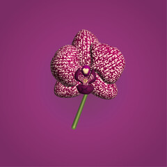 Orchid Phalaenopsis 3d with magenta color patterns on a dark purple background