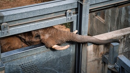 Poor elephant (Loxodonta) trapped in a zoo cage