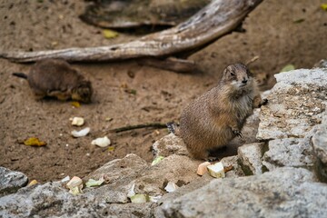 Small cute Prairie dogs (Cynomys) eating fruits and resting on the rocks in a zoo