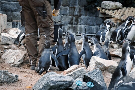 Zoo worker feeding the group of cute Humboldt penguins (Spheniscus humboldti)