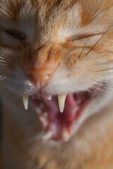 ginger cat yawning, close-up of a cat's mouth