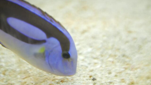 Beautiful Blue tang fish (Paracanthurus hepatus) swimming in the waters of an aquarium