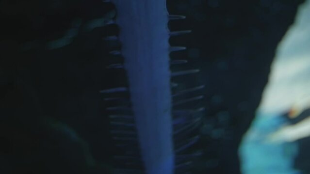 Low-angle of a Sawfish (Pristidae) with a long sword nose in the blue waters of an aquarium