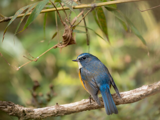 森の中でのんびりしているルリビタキの雄