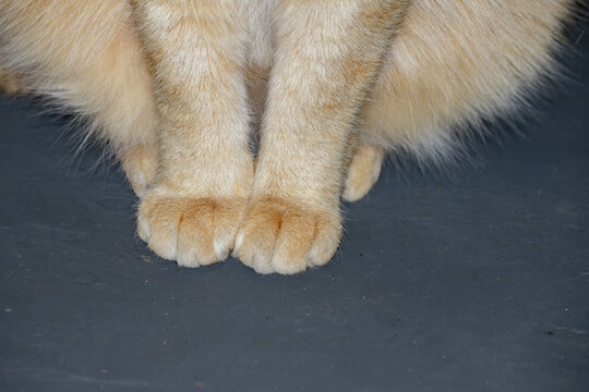 Cat's foot on a black background, close-up of the paw