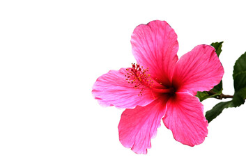 Bright pink hibiscus on a white background