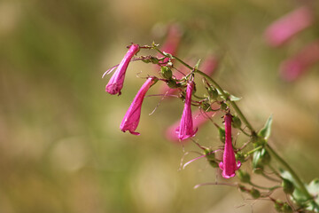 Hanging pink fuchsia flowers on blurred background