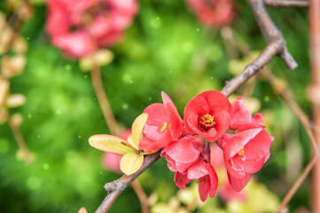 Beautiful spring and summer background with pink flowering Quince flowers