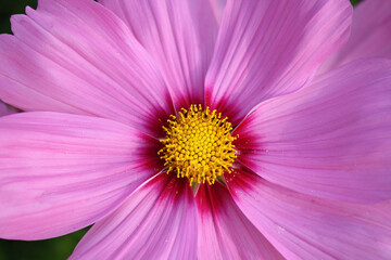 Close-up of a pink flower and petals with yellow center