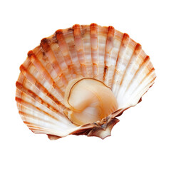 A shell with a shell shaped like a shell