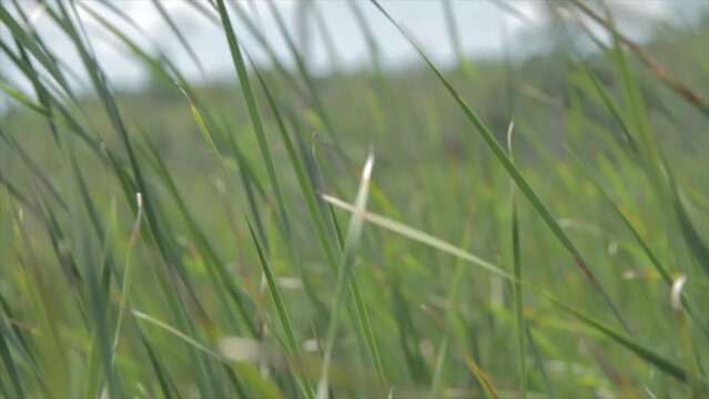 Close-up slow-motion view of green grass bending in the breeze