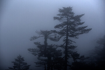 Forest trees captured against a thick layer of fog