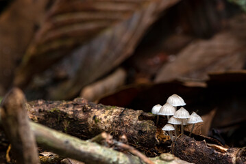 Closeup shallow focus small white mushrooms captured in a forest