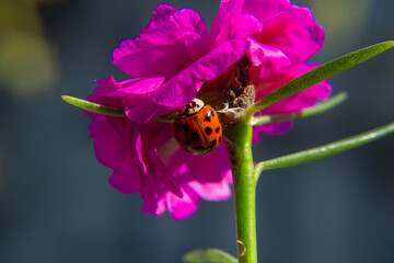 Close up em uma joaninha caminhando em uma flor cor-de-rosa.