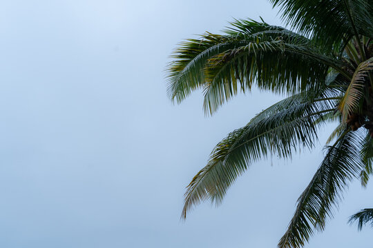 a Silhouette of coconut trees with cloudy sky in Bali