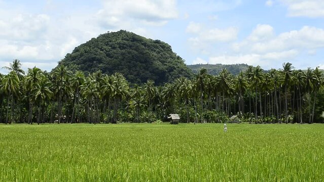 View of Ilijan Hill from a rice field. Ilijan Hill is a rare massive volcanic plug made of solid magma found in Tubigon, Bohol, Philippines.