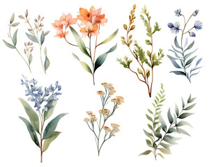 set of flowers vintage water color botanical flowers and leaves