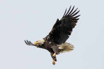 Close-up shot of a bald eagle flying in the sky