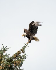 Vertical close-up shot of a bald eagle flying next to a pine tree
