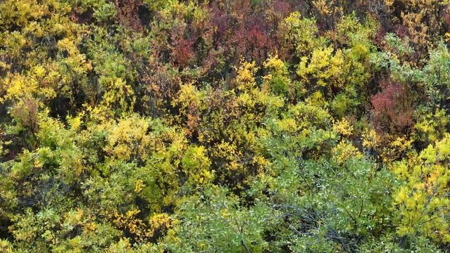 Beautiful view of autumn-colored treetops in Alaska