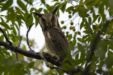 Closeup portrait of a southern white faced owl on a tree branch