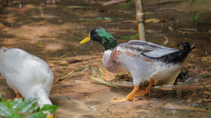 A mallard duck drenched in spinner water