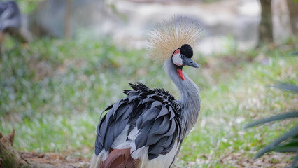 Fototapeta premium A Grey Crowned Crane