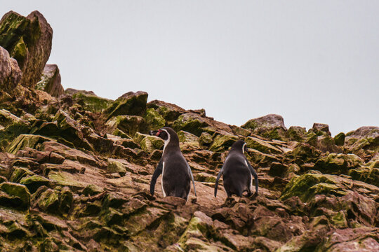 penguins on the rocks of islands of birds in front of the coast of Paracas