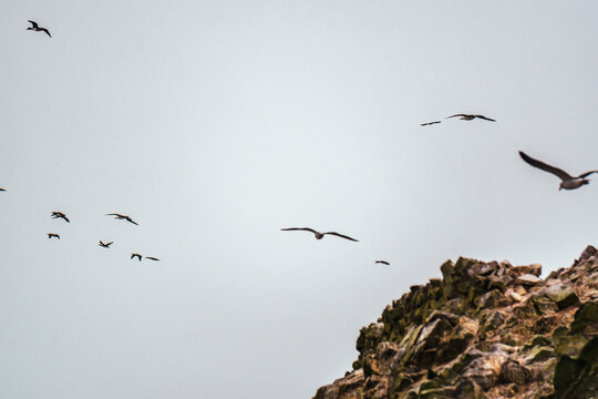 islands of birds in front of the coast of Paracas