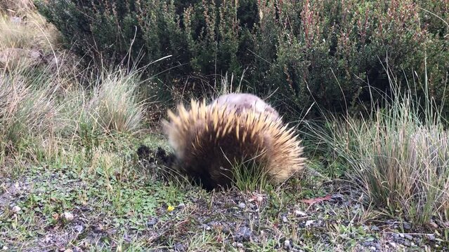 Echidna or spiny anteater, Tasmania, Australia