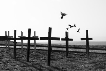Grayscale of birds flying over wooden crosses on the ground in honor of those killed by covid-19