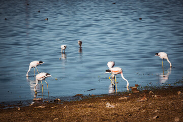 flamingos in a laguna in the atacama desert